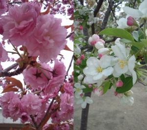 春がやってきた！〜八重桜・ヒメリンゴ編〜