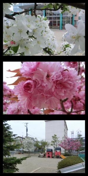 姫リンゴと八重桜が咲きました♪k