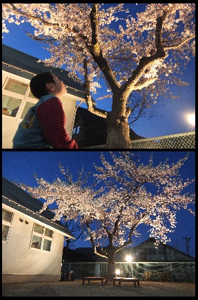 ＊　夜桜　＊