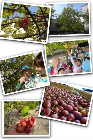 ヒメリンゴの収穫