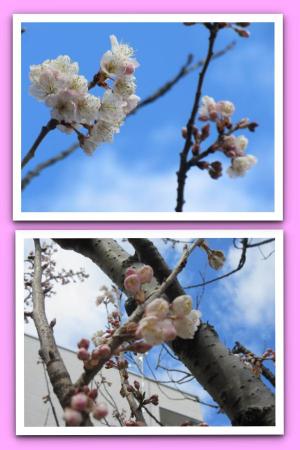 『桜が咲きました！』