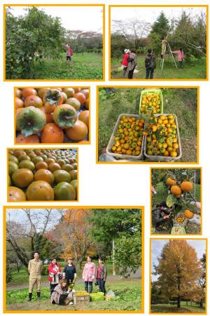 『コロポックルの森は、秋真っ盛り！たくさんの柿がとれました！』